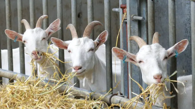 How Often and How Much Should Baby Goats Eat