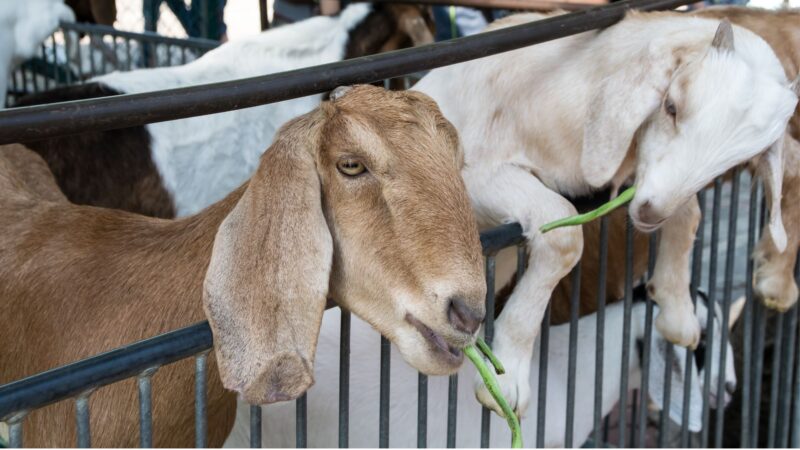 How Serious Is Diarrhea in Goats