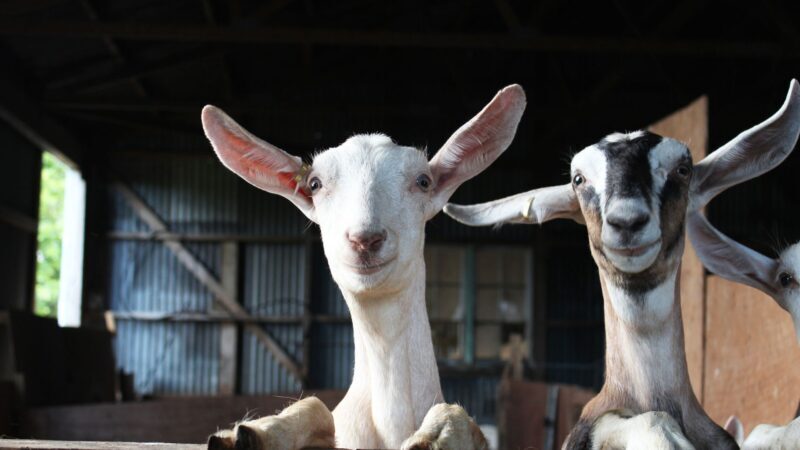 How to Prevent Constipation in Goats