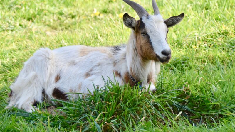 How to Prevent Goat Scours
