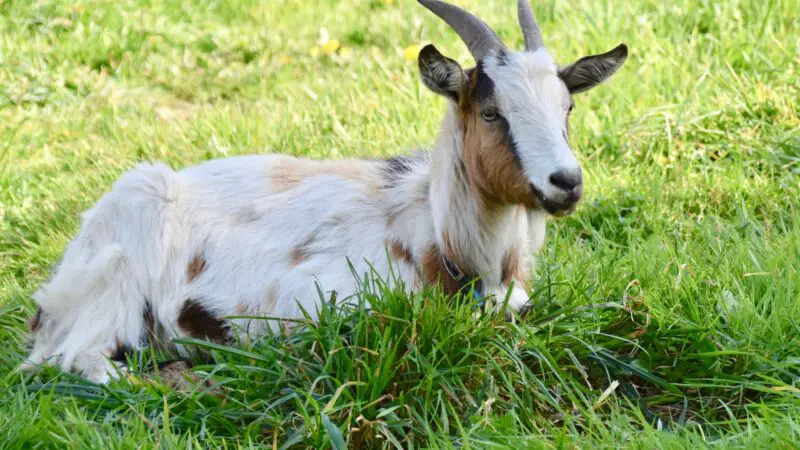 How to Prevent Goat Scours