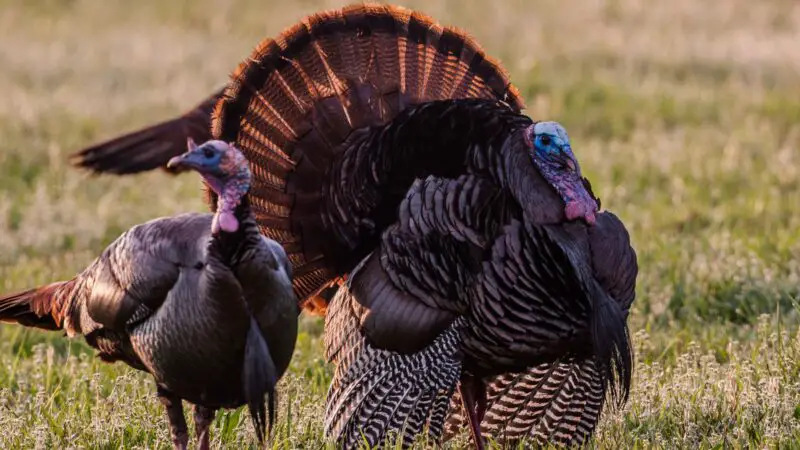 How to Raise Eastern Wild Turkeys