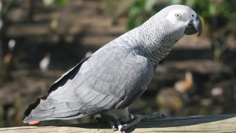 How to Tell How Old an African Grey Is