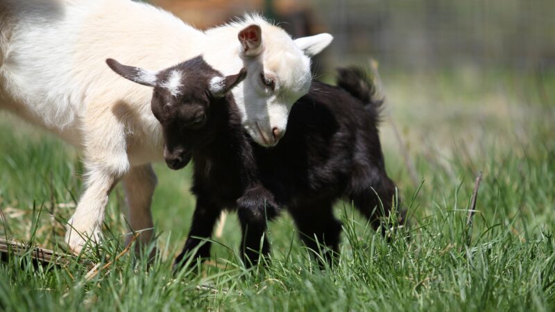How to Treat Scours in Baby Goats