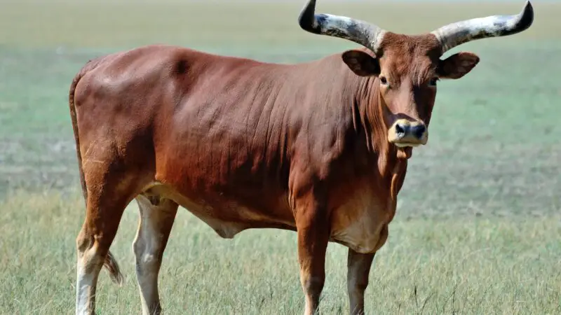 Is Ankole Watusi Cattle Meat Good