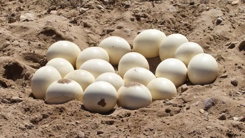 Is Buying Ostrich Eggs Worth the Value