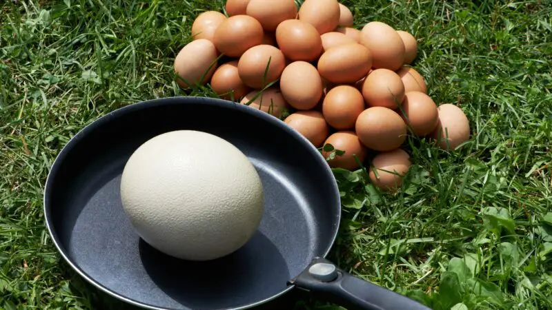 Is Eating Ostrich Eggs Healthy