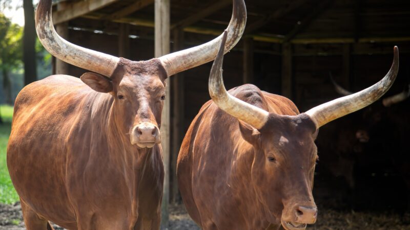 Is It Expensive to Raise Ankole Watusi Cattle