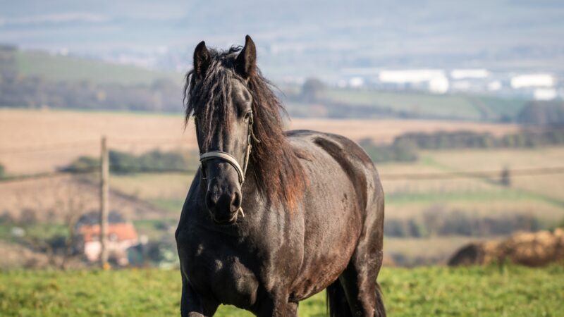 How Much Does a Friesian Horse Cost?