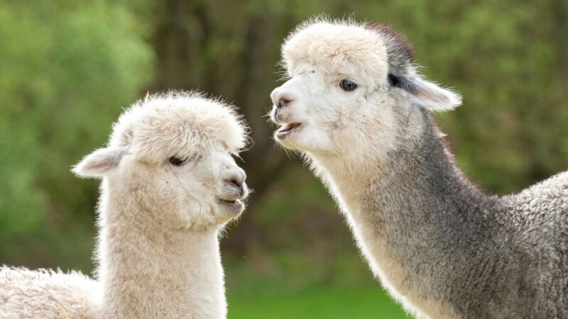 Is It Possible to Adopt a Llama