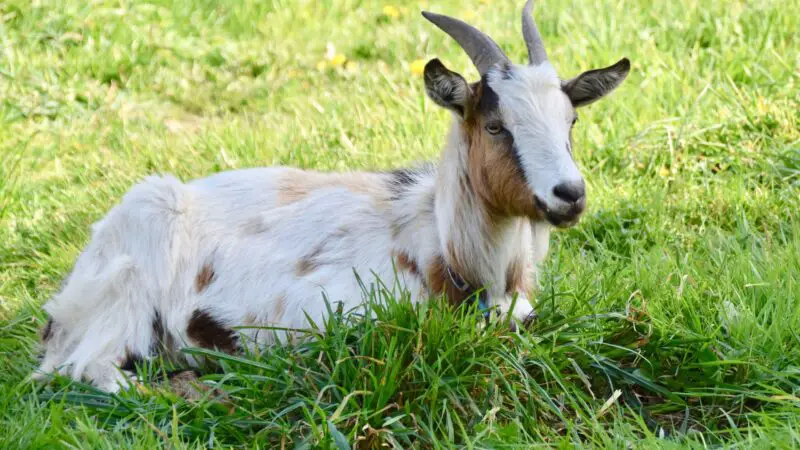Is Kelp Good for Goats
