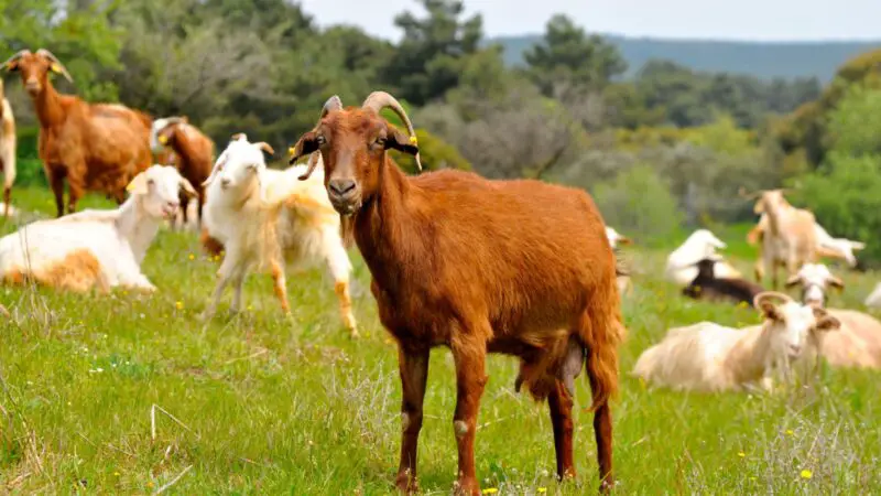 Is Mineral Oil Safe for Goats