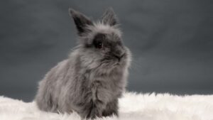 Dwarf Rabbits: Breeds, Care, and Companionship - Farm and Chill