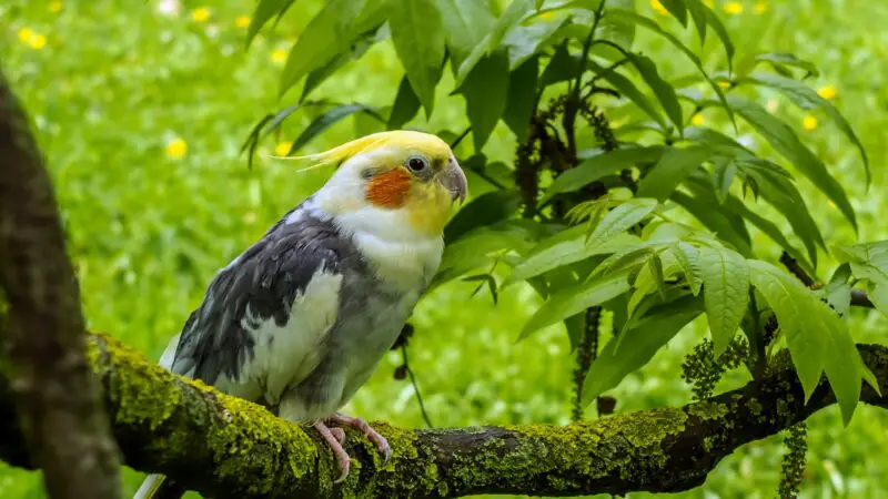 Living Expenses of a Cockatiel