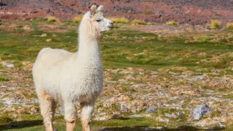 Llama Identification