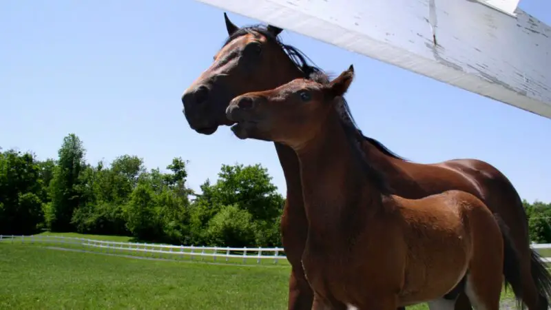 Morgan Traditional Horse History