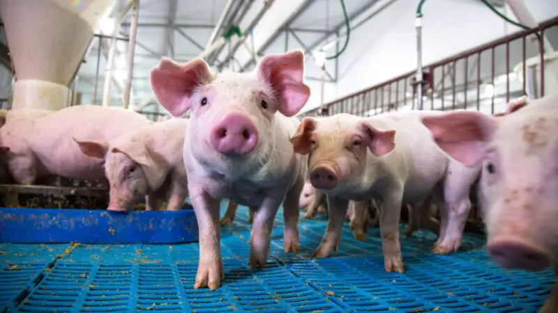 Mother pigs sing to their babies