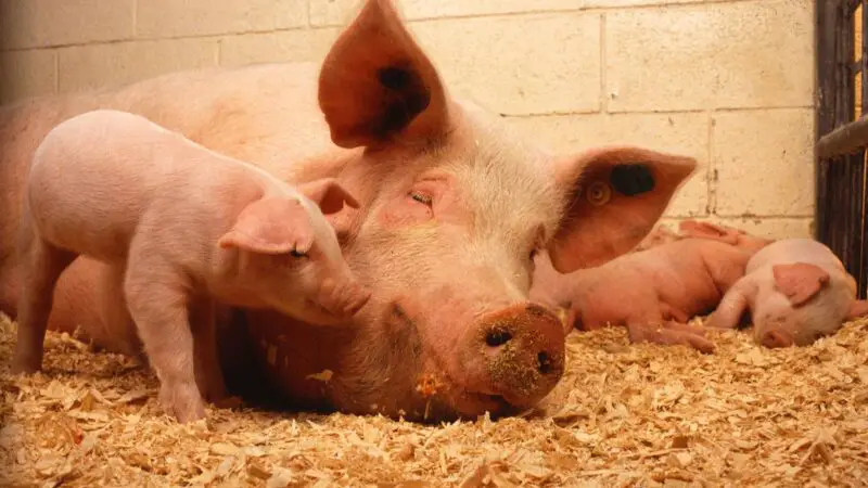 Newborn piglets can recognize their own names and run to their mothers' voices