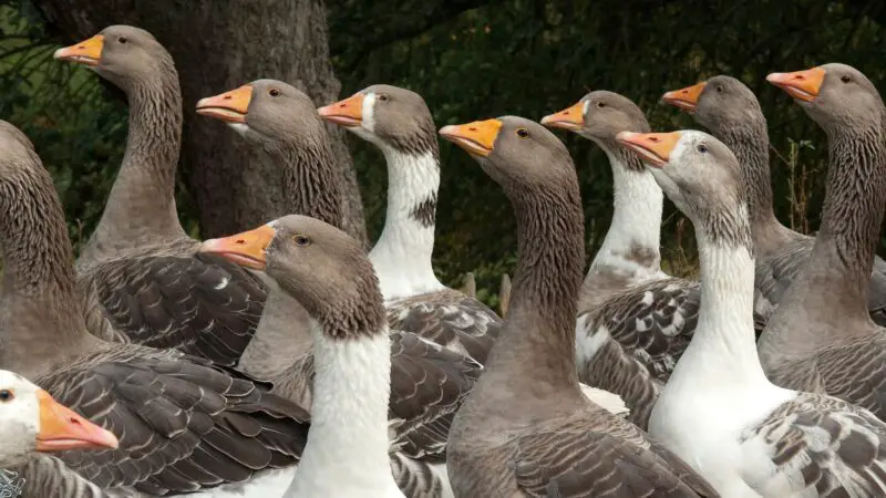 Pomeranian Goose History