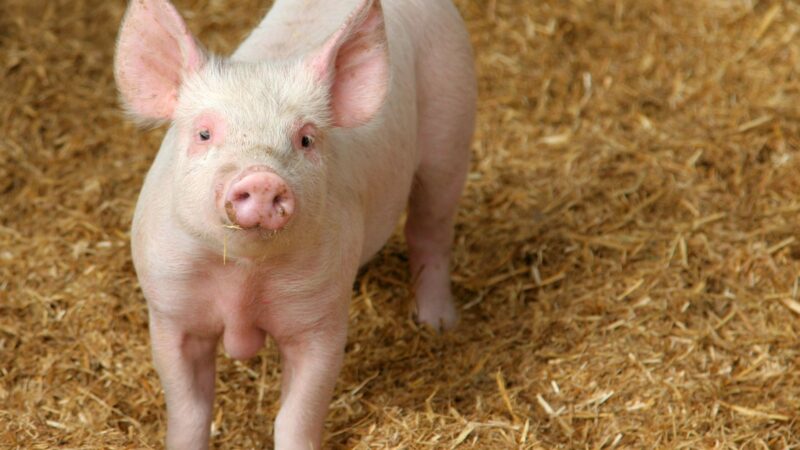 Pig squeals can reach 115 decibels