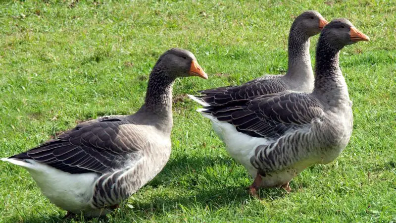 Pomeranian Goose Identification