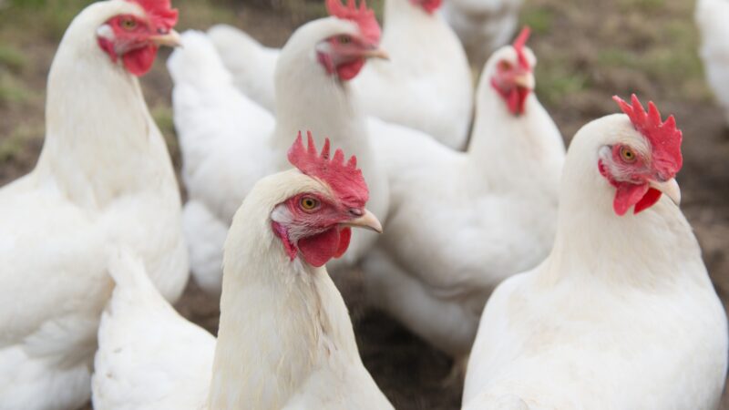 Problems in Raising Amberlink Chicken