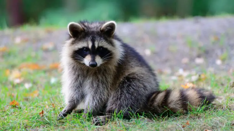 Top 11 Animals That Feast on Grasshoppers: Check for Photos! - Farm and ...