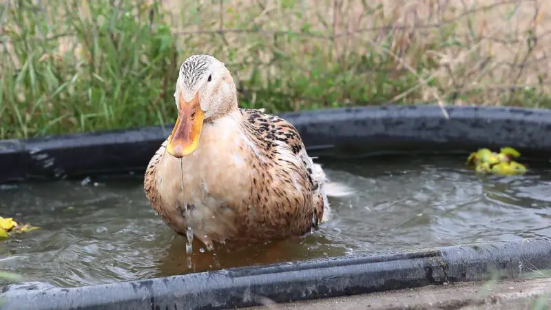 Silver Appleyard Duck Identification