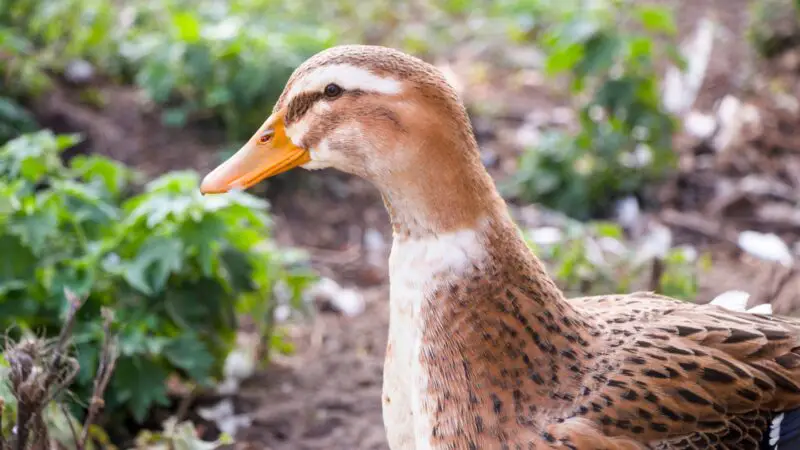 Silver Appleyard Ducks Care Tips