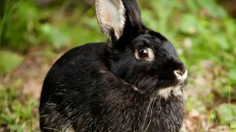 Silver Marten Rabbit History