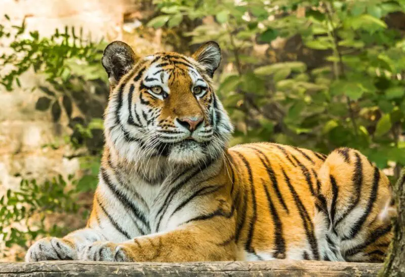 Stunning Tiger Names Featured