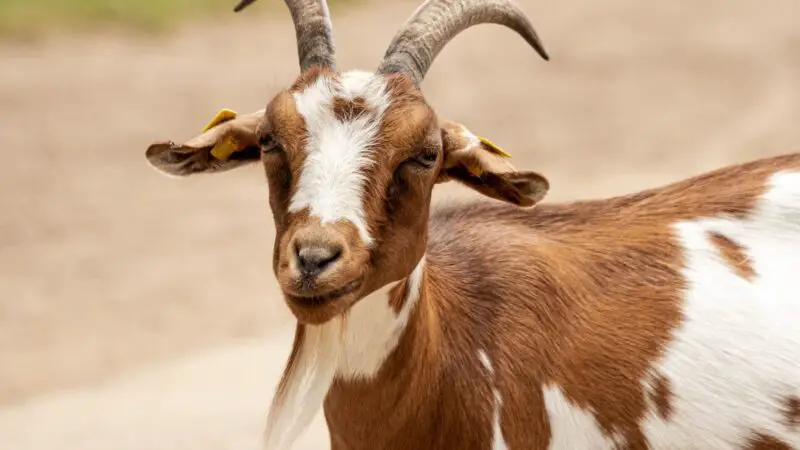 Supplementation of Zinc in Goats