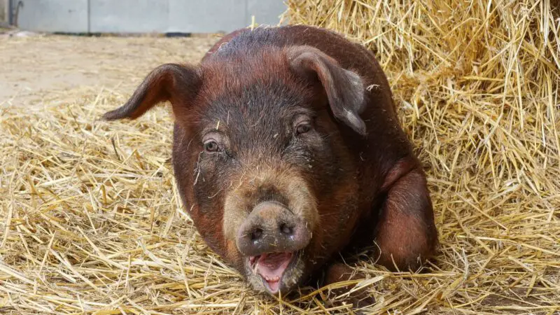 The History of Duroc Pigs