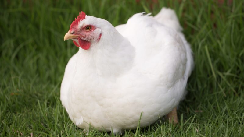 Tips for Raising Amberlink Chickens