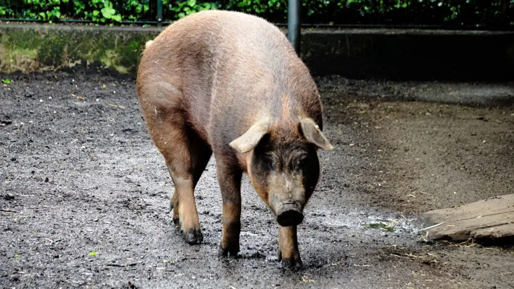 Tips in Breeding Duroc Pigs