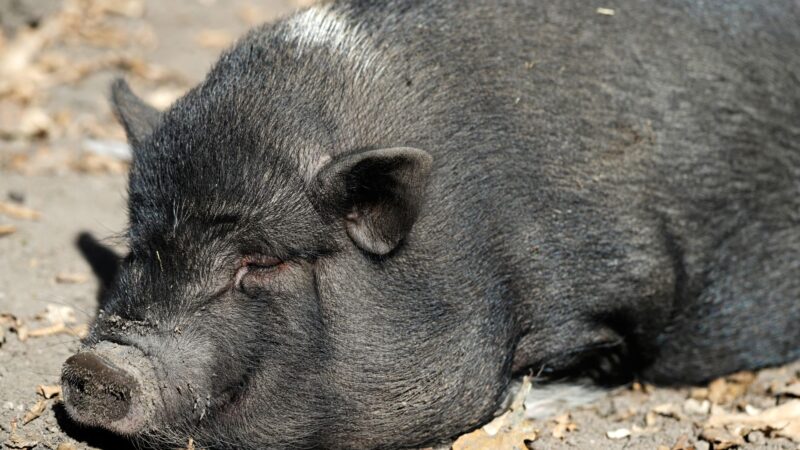 Tips in Breeding Vietnamese Potbelly Pigs