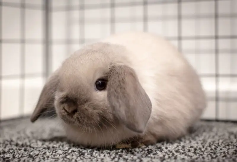 What Are Dwarf Rabbits.