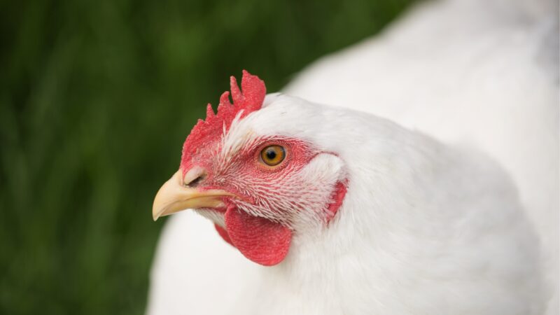 What Are the Benefits of Raising Amberlink Chickens