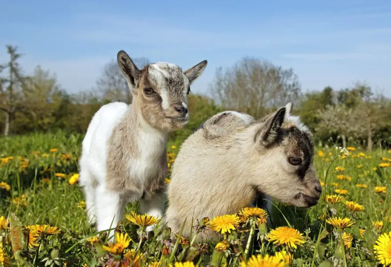 What Are the Best Small Goats