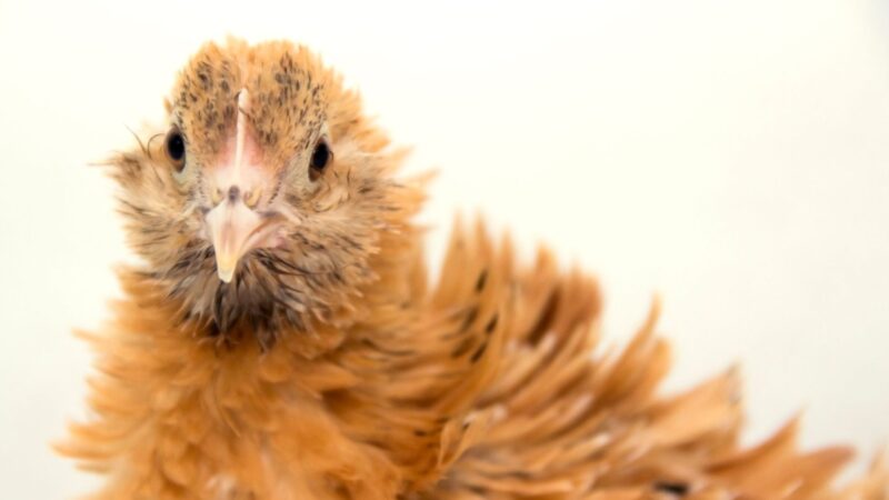 What Are the Distinct Characteristics of a Frizzle Chicken