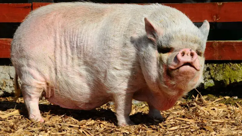 What Are the Distinct Characteristics of a Vietnamese Potbelly Pig