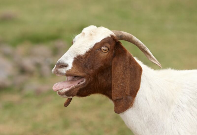 What Are the Signs of Diarrhea in Goats