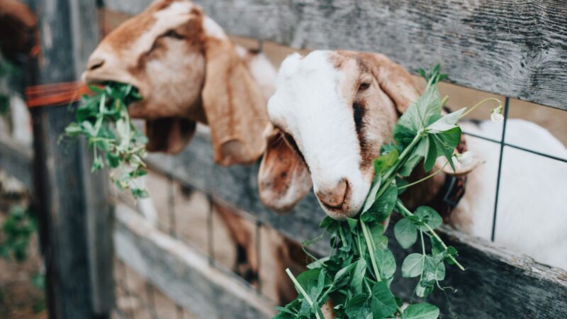 What Causes Diarrhea in Baby Goats