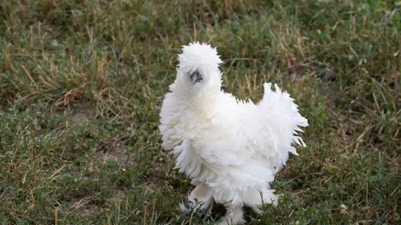 What Do Porcelain Silkie Chickens Look Like