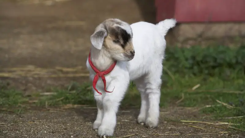 What Do You Feed Your Baby Goats