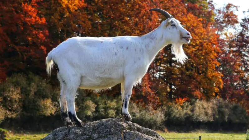 What Do You Give a Constipated Goat