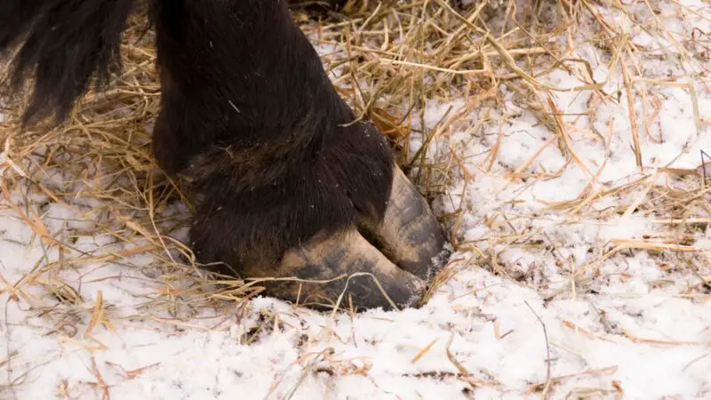 What Does a Goat Hoof Look Like