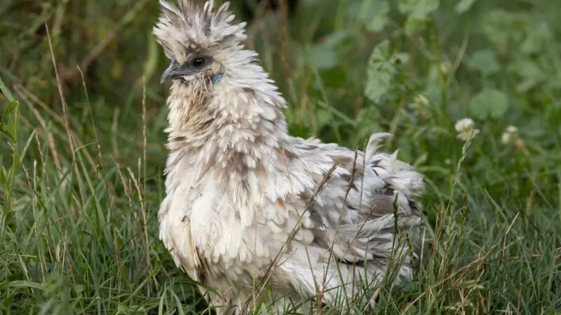 What Is Porcelain Silkie Chicken Known For Purpose [Meat, Egg, Etc]