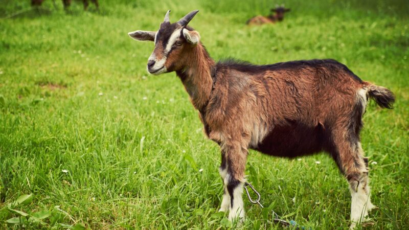 What Is Scours in Goats