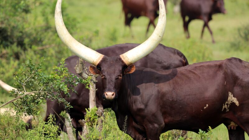 What Is a Ankole Watusi Cattle